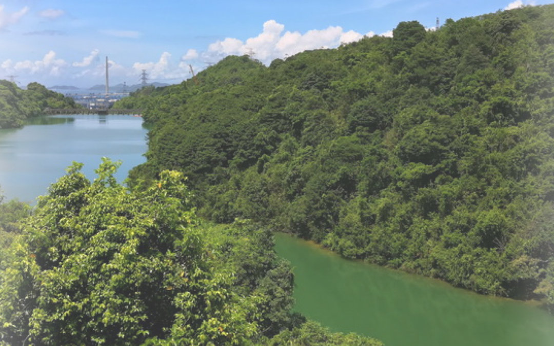 Pamiętniki z Hong Kongu cz 15 – *Kam Shan Country Park* czyli *Wzgórze Małp*